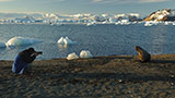 09-duhacek-na-antarktide.jpg