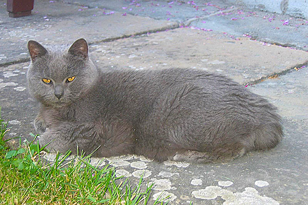 Březen – Britská krátkosrstá kočka