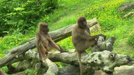 Opičky ve zlínské ZOO pokřtily hvězdy filmového festivalu