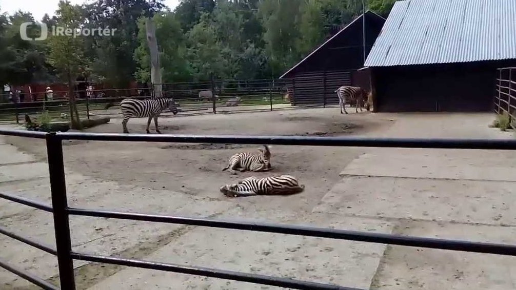 Zoo Hodonín a zebry