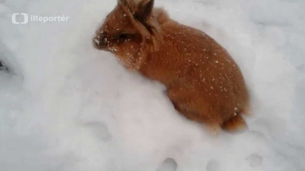 Reakce králíka na sníh