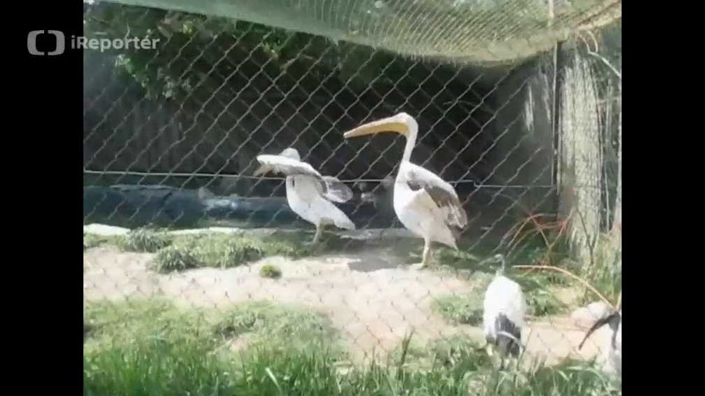 Pelikán bílý a ibis posvátný v zoo Dvorec