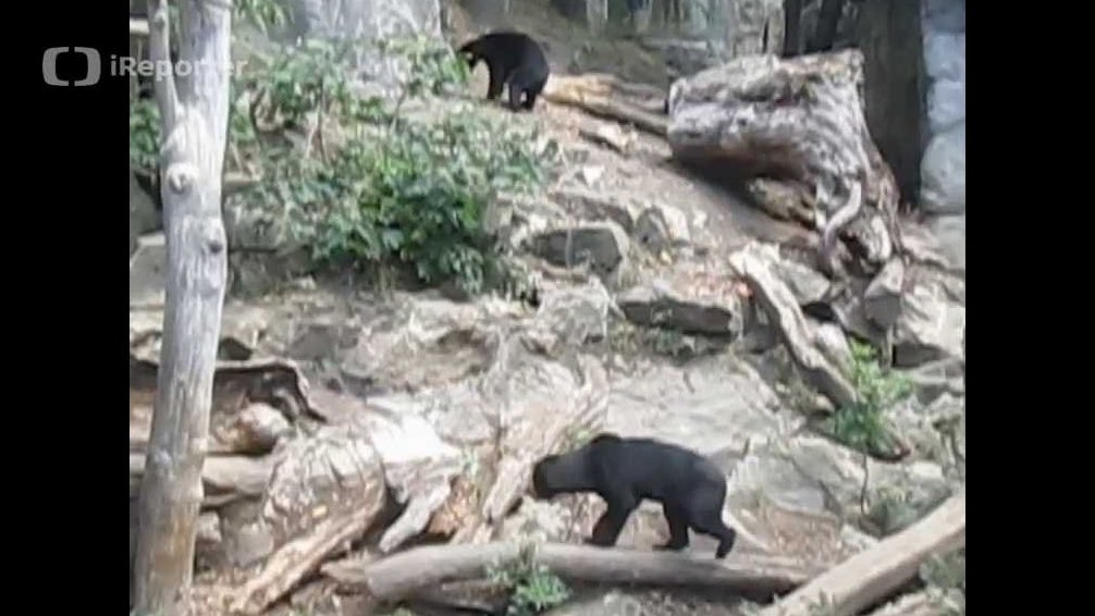Komentované krmení malajských medvědů v zoo Jihlava
