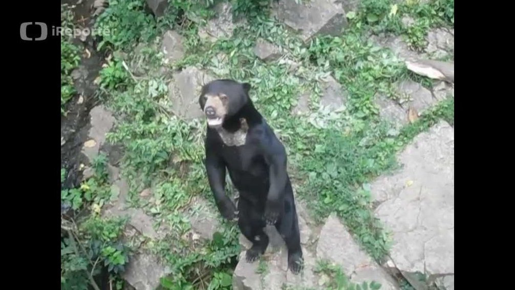 Medvěd malajský v zoo Jihlave čeká na krmení