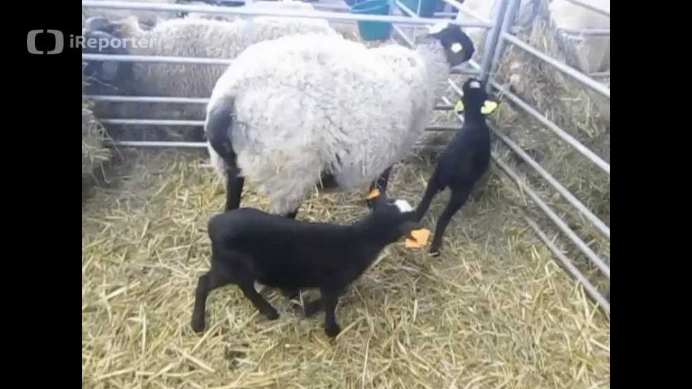 Ovce romanovská s černými jehňaty na Zemi živitelce 2018