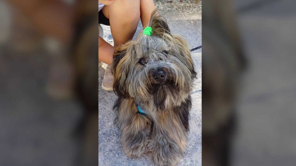 Terčin zvířecí svět – prázdniny 2025 – Knihovník_mladý