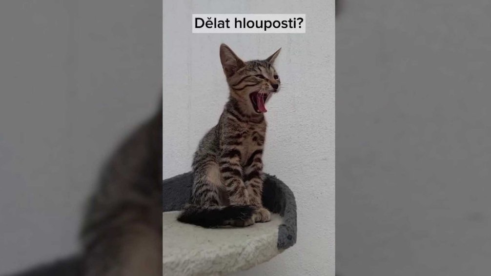 Terčin zvířecí svět – září 2025 – Agent_bahenní