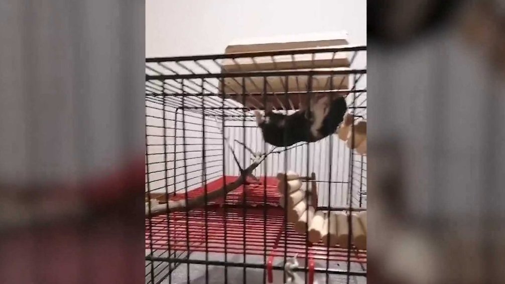 Terčin zvířecí svět – září 2025 – Zuzka