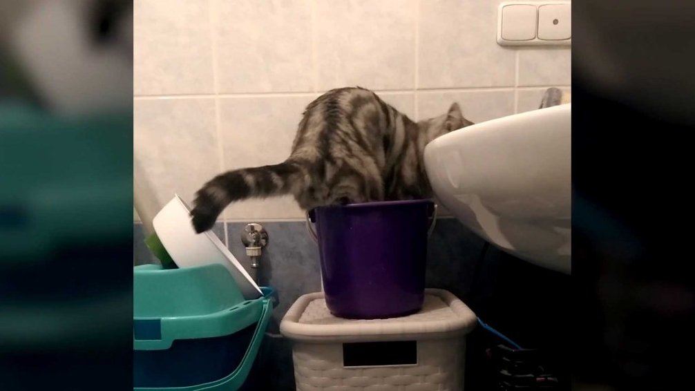 Terčin zvířecí svět – září 2025 – Krátkoprstá_kuna