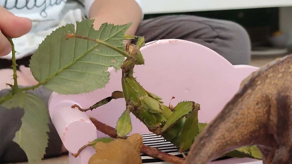 Terčin zvířecí svět – říjen 2025 – Anežka