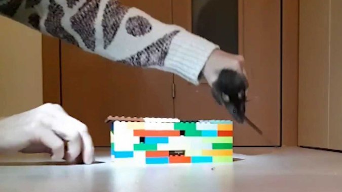 Terčin zvířecí svět – říjen 2025 – Oli