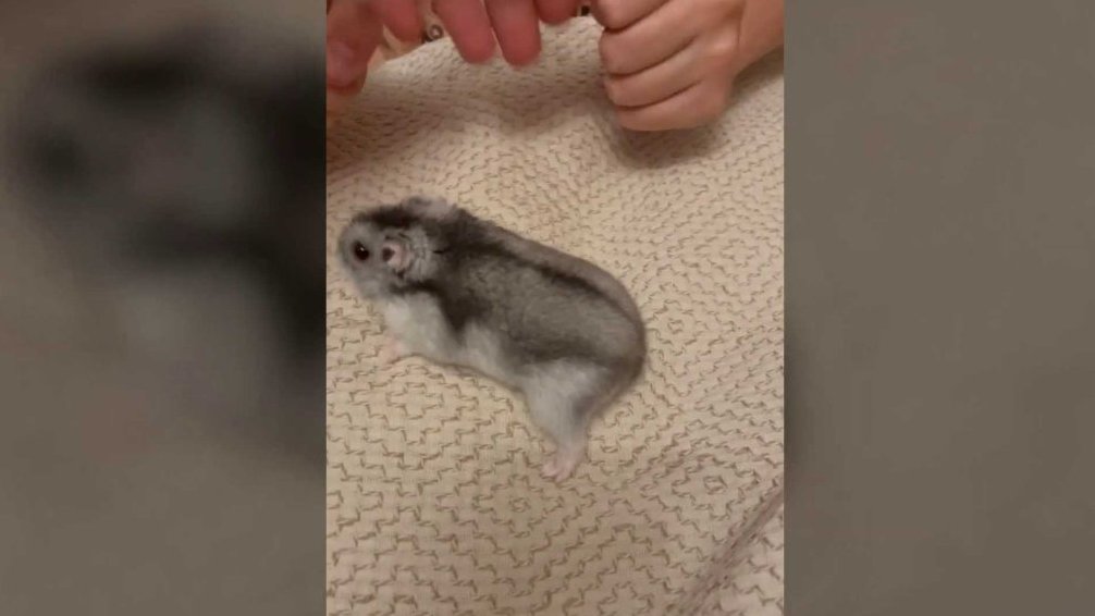 Terčin zvířecí svět – říjen 2025 – Mrštný_vipet