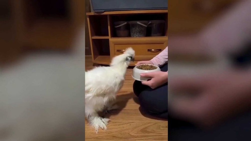 Terčin zvířecí svět – listopad 2025 – Činka_dlouhonosá