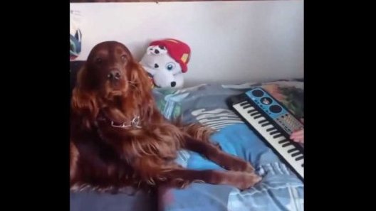 Terčin zvířecí svět – listopad 2025 – Daniel