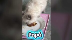 Obojživelný_mráček – listopad