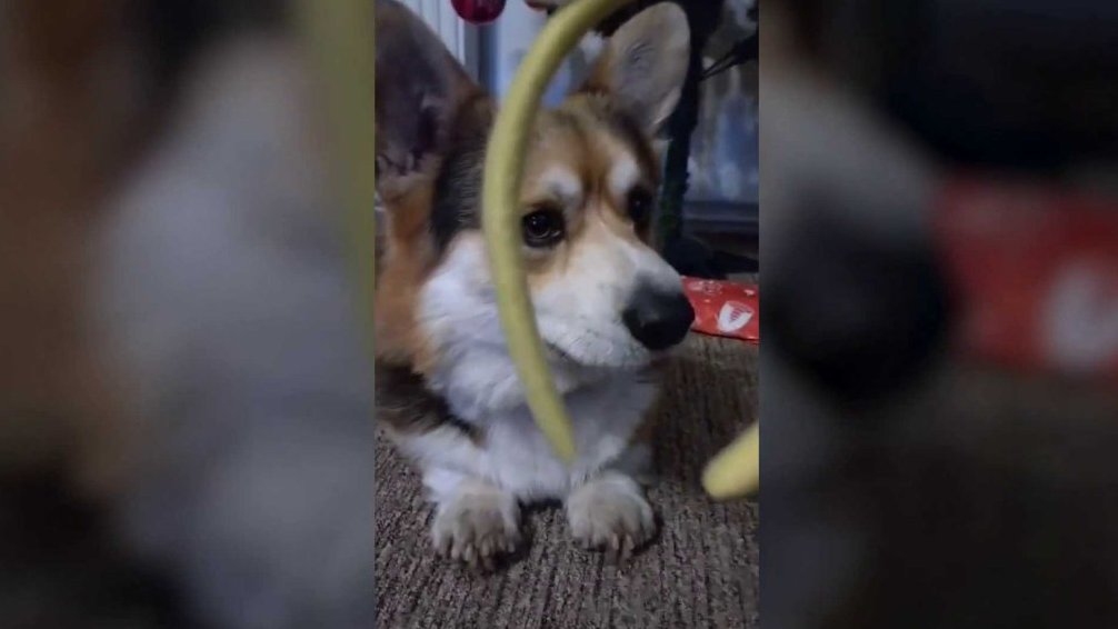 Terčin zvířecí svět – prosinec 2025 – Majda_Pů