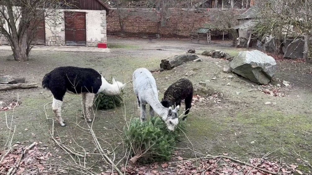 Terčin zvířecí svět – prosinec 2025 – Anetka