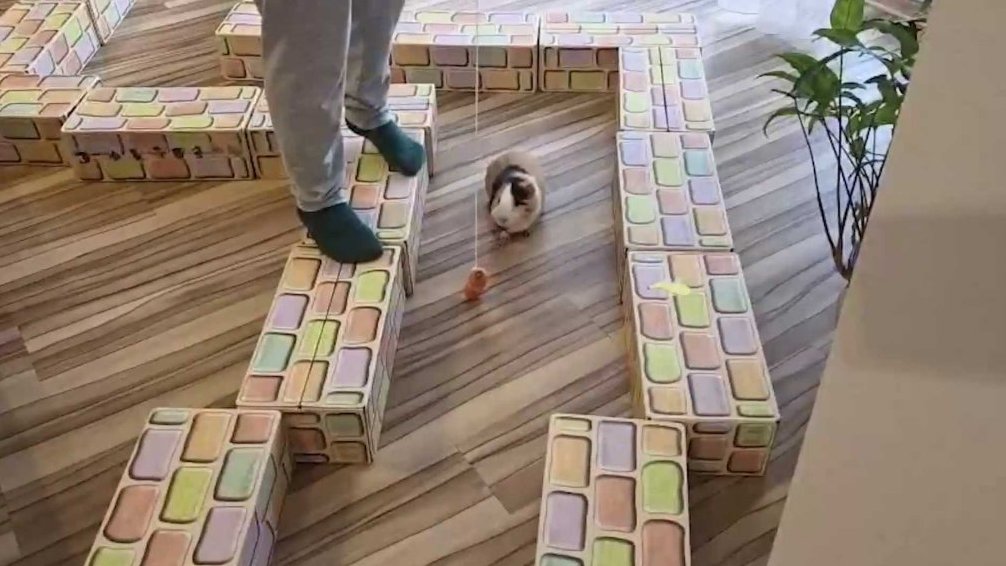 Terčin zvířecí svět – leden 2026 – Pustinný_sklípkan