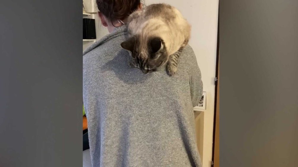 Terčin zvířecí svět – leden 2026 – Smaragdová_voskovka