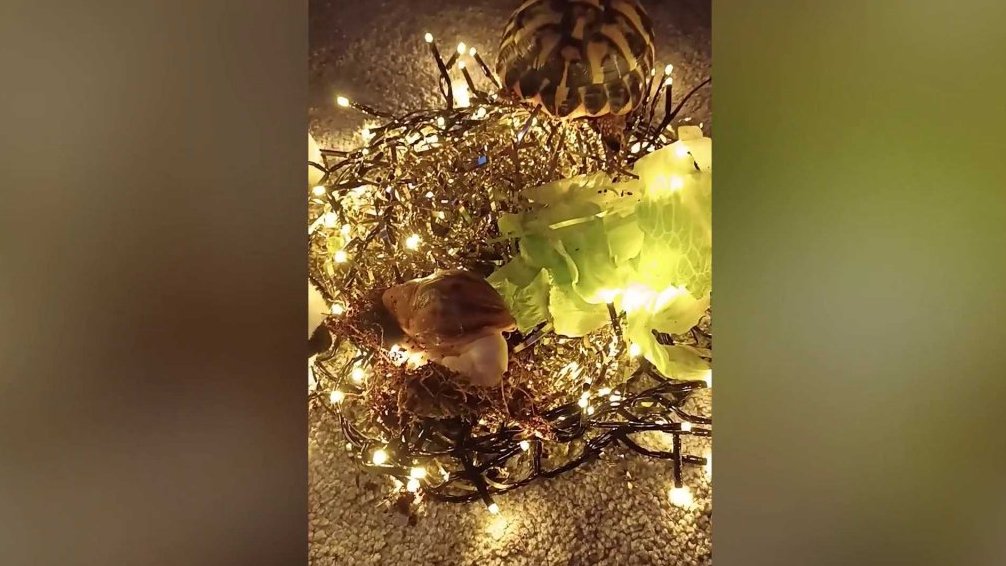 Terčin zvířecí svět – leden 2026 – Želvo šnek