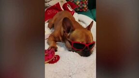 Sluníčko_císařské – leden