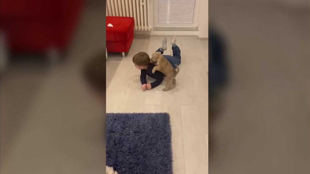 Terčin zvířecí svět – únor 2026 – Šedý_tygr