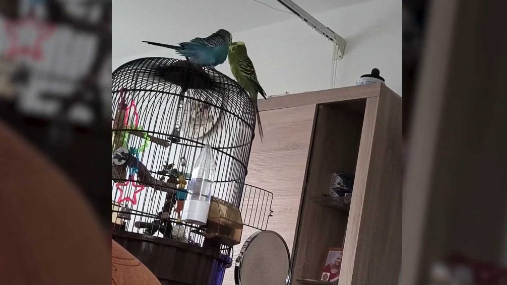 Terčin zvířecí svět – únor 2026 – Létající_kompas