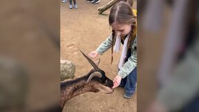 Rudobradá_kapybara – březen