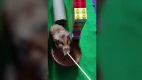 Odolná_kačenka – březen