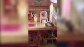 Mřížkovaná_babočka – březen