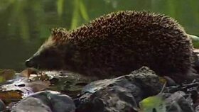 O ježatém neplavci