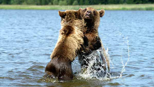 Medvědí občerstvení