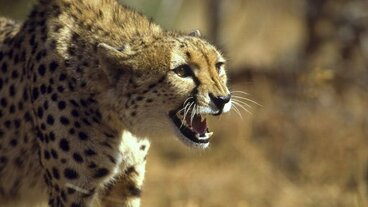 13/13 Kočkovité šelmy