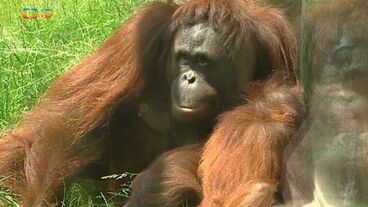 Zoo Dvůr Králové