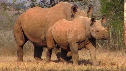 O nosorožcích