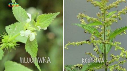 Hluchavka