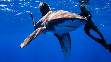 21/31 Bahamští žraloci