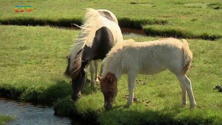 Shetlandy