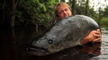 Arapaima gigas - Amazonie