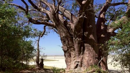 B – baobab