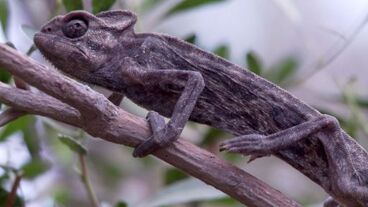 CH - chameleon
