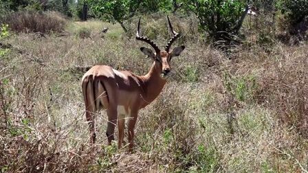 I – impala