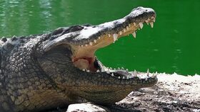 K – krokodýl
