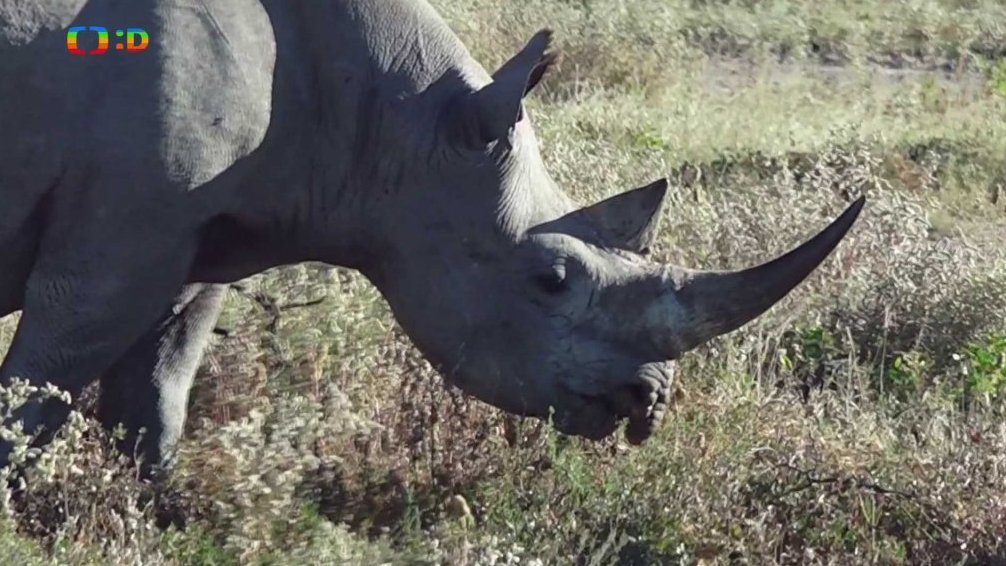 N – nosorožec
