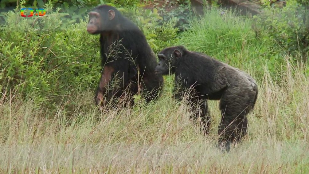 Š – šimpanz