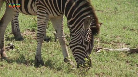 Z – zebra