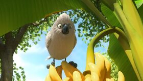 32/52 Uzené banány