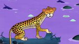 Proč má gepard slzy