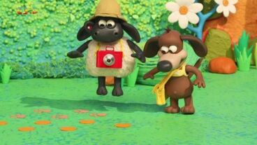 Timmy a safari