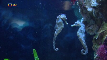 Epizoda 11/25